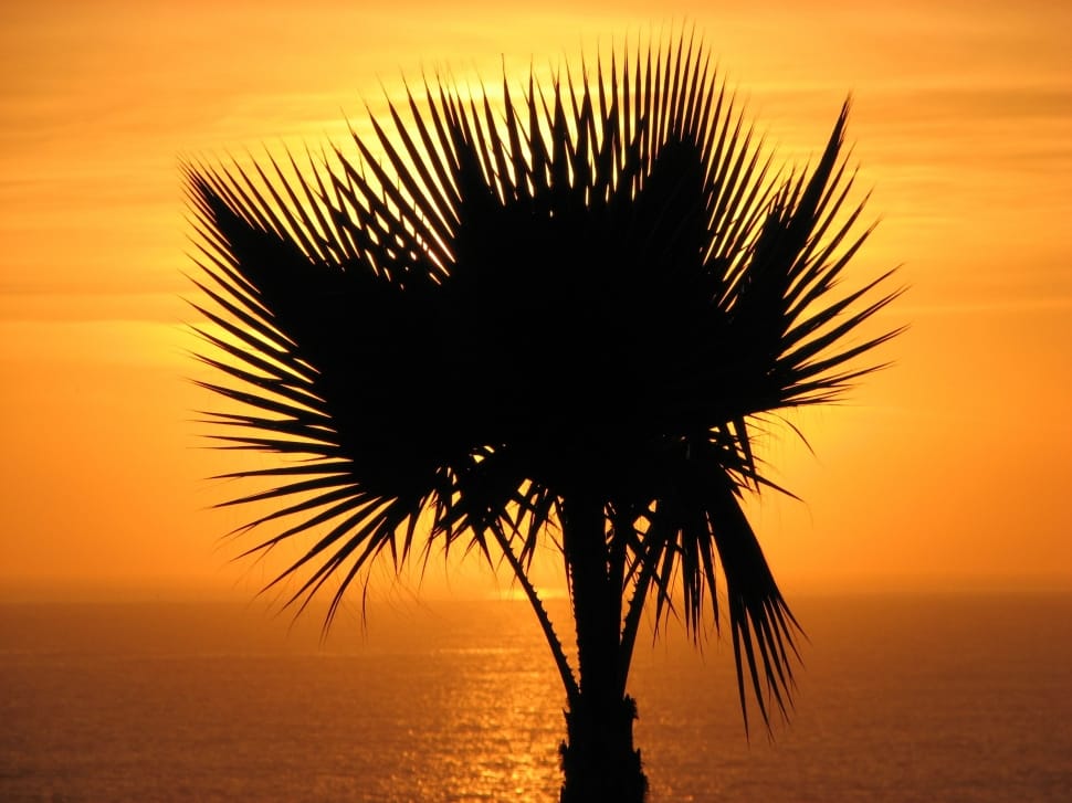 silhoutte   Palm tree preview