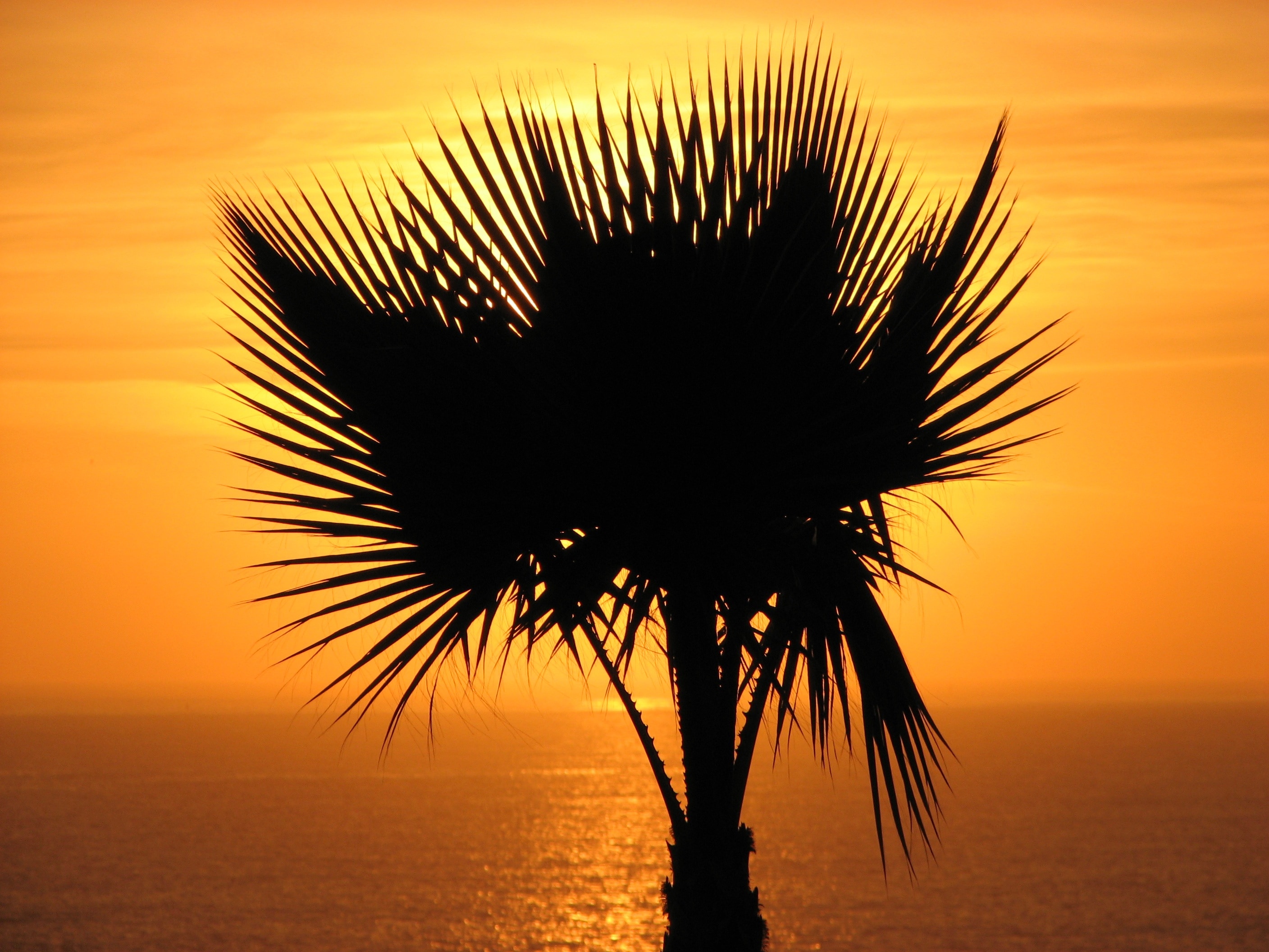 silhoutte   Palm tree