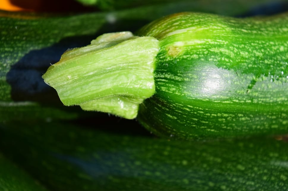 green zucchini preview