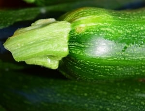 green zucchini thumbnail