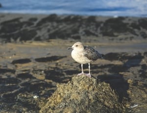 bird on rock in front of body of water thumbnail