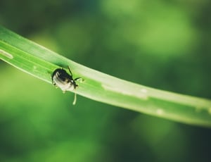 black dung beetle on green leaf plant thumbnail
