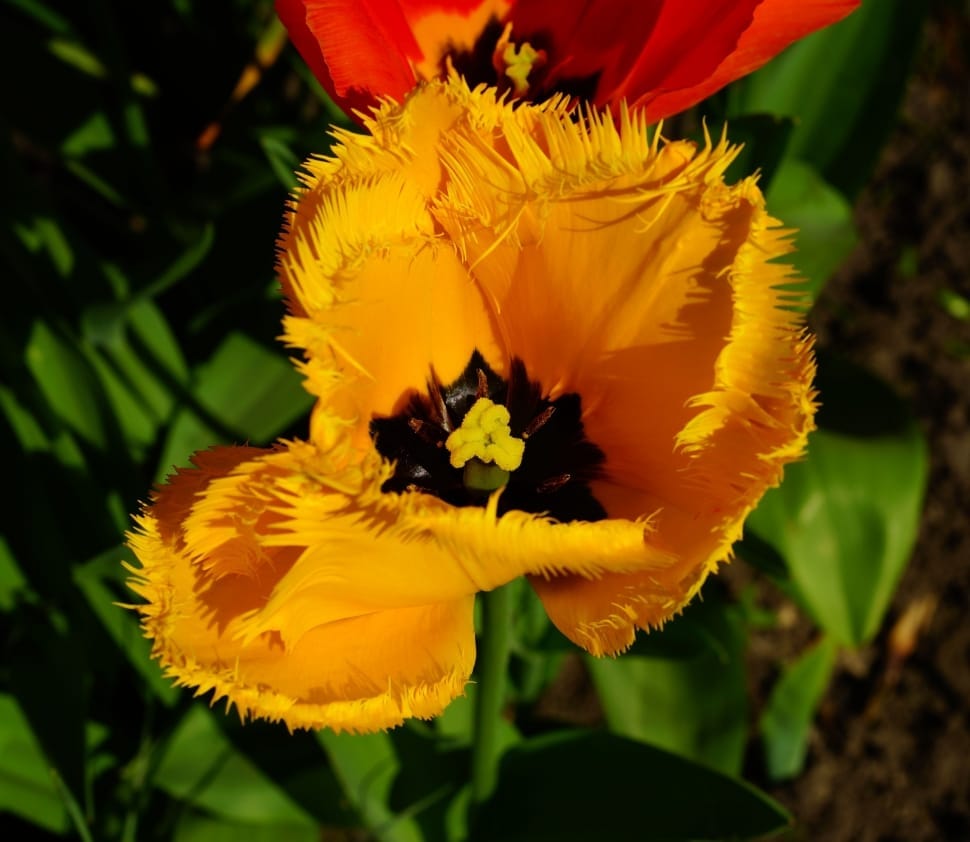 yellow jagged tulip preview