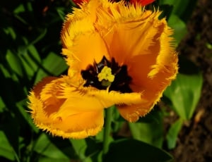 yellow jagged tulip thumbnail