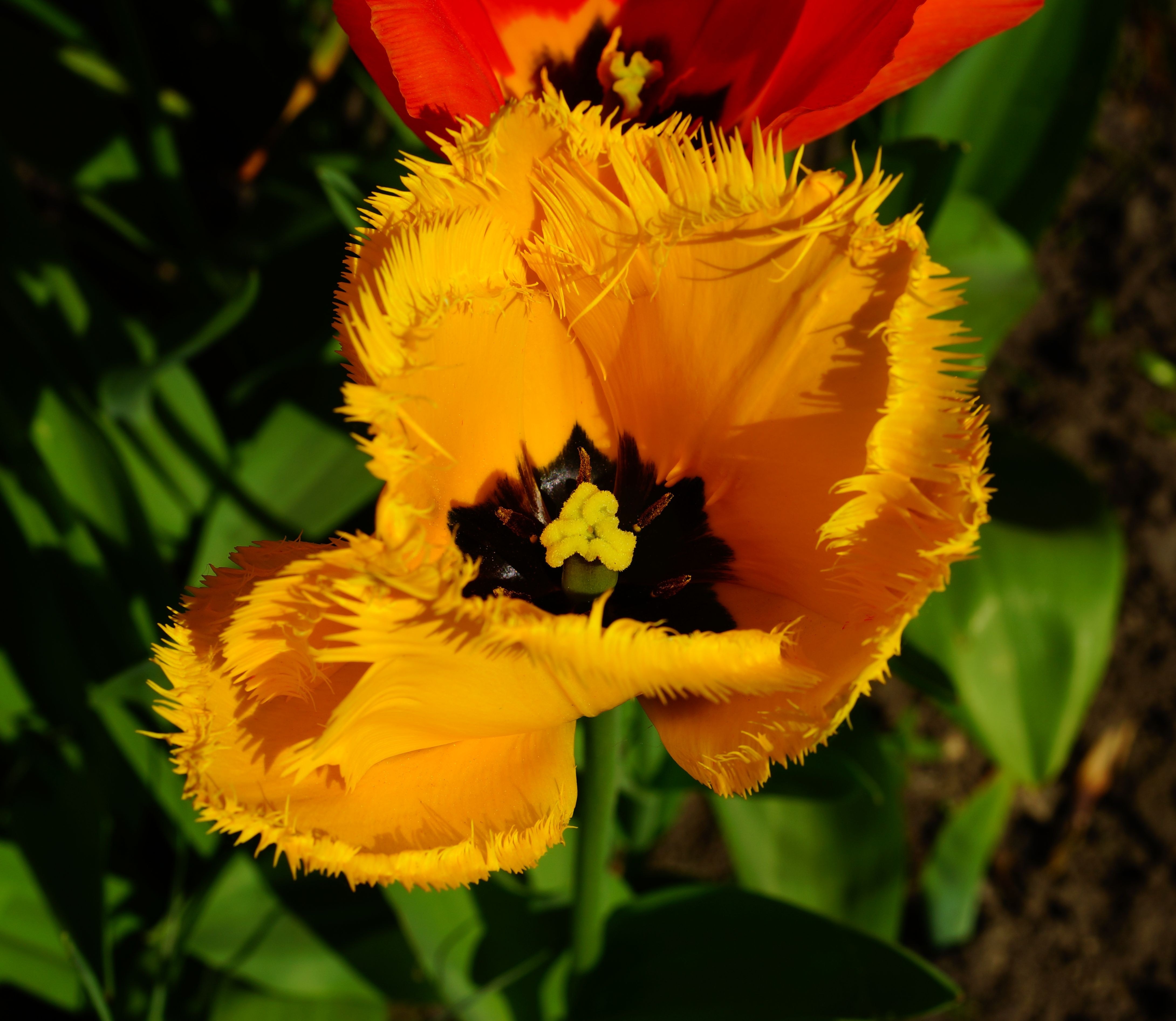 yellow jagged tulip