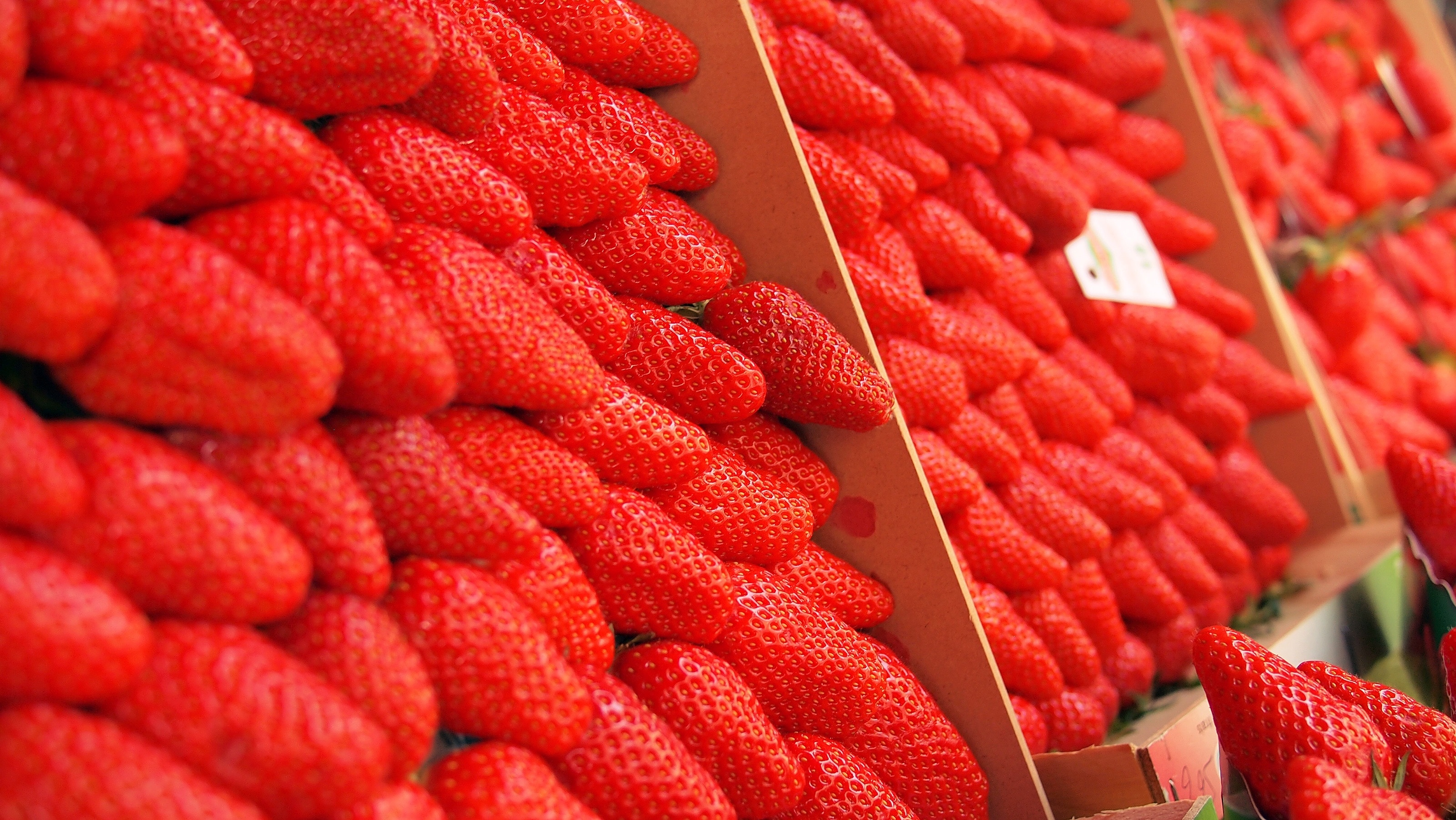 shallow focus photography of strawberries