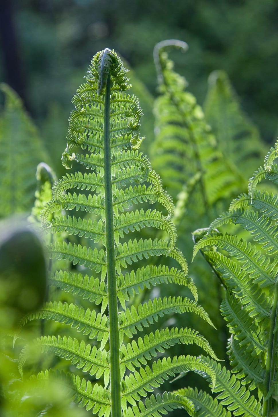 green fern plant preview