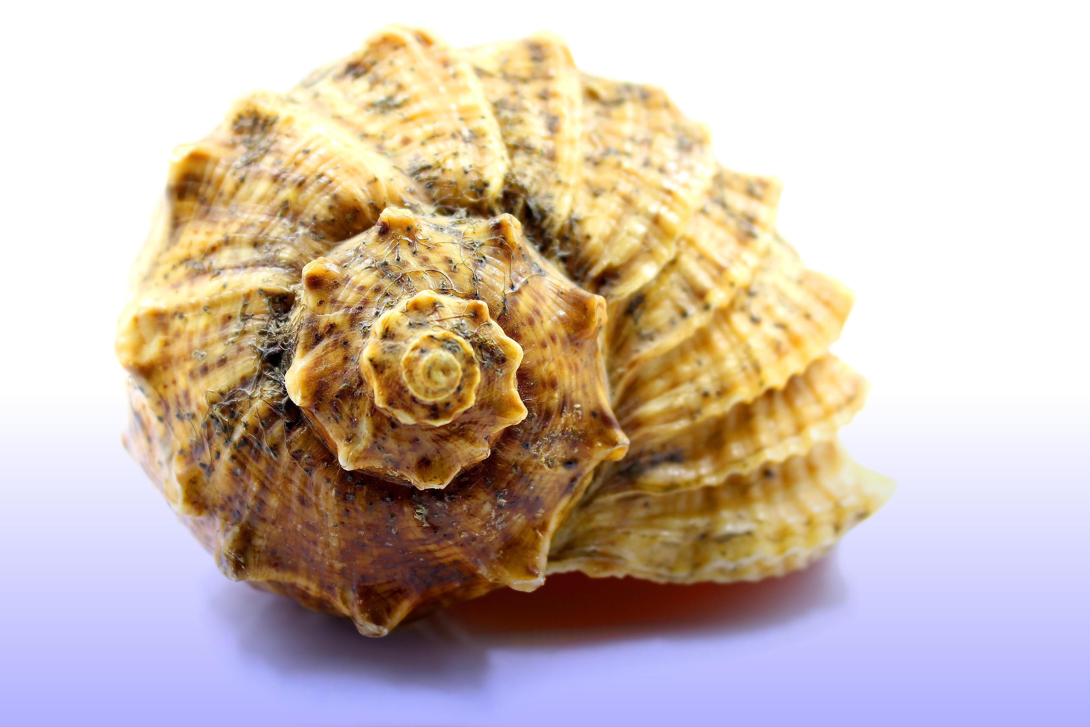 yellow seashell