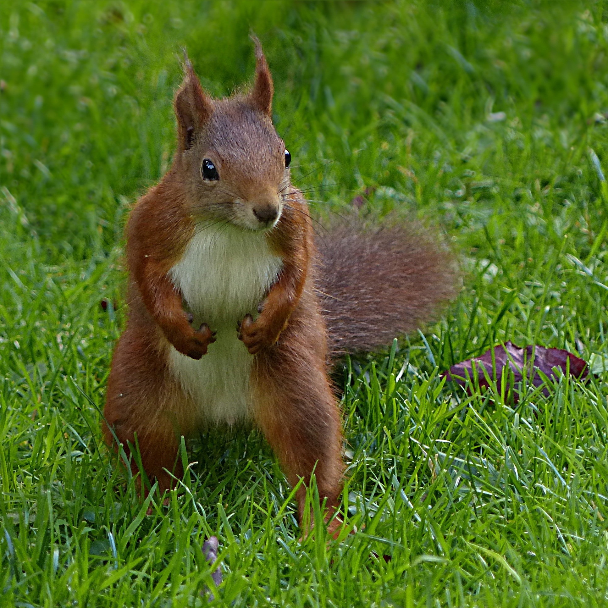 brown and white squirrel