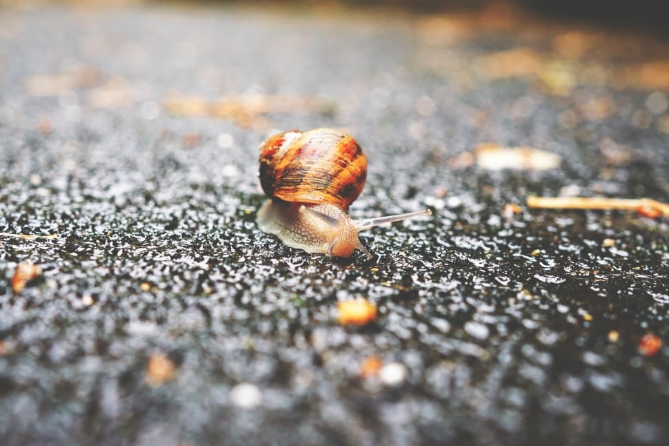 Selective Focus Photography of Snail on Grey Asphalt Road during Daytime preview