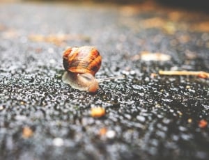 Selective Focus Photography of Snail on Grey Asphalt Road during Daytime thumbnail