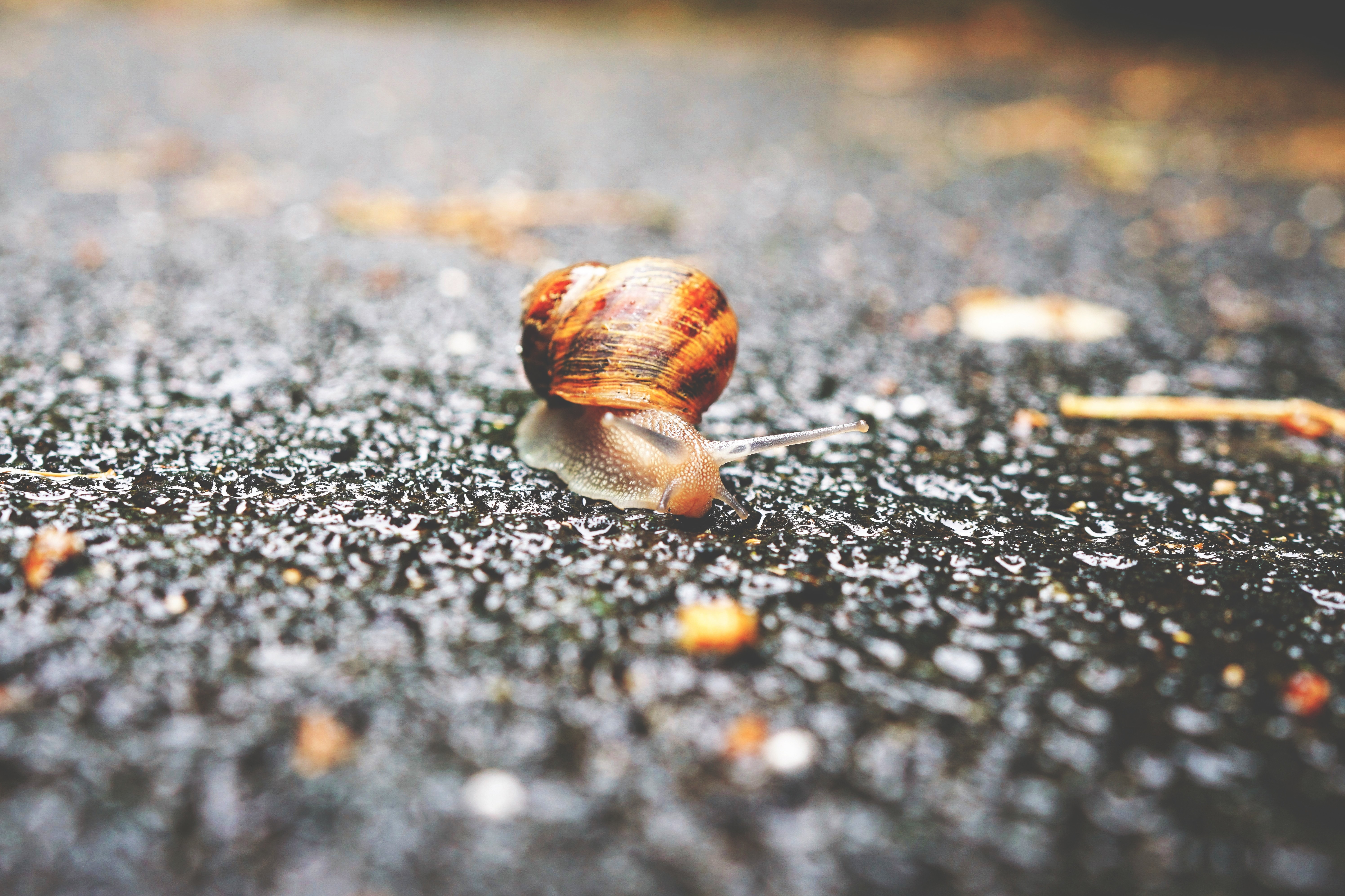 Selective Focus Photography of Snail on Grey Asphalt Road during Daytime