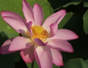 pink lotus flower thumbnail