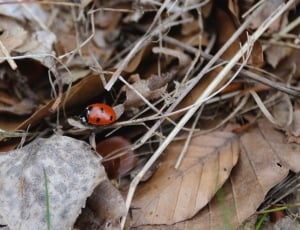 red lady bug on wittered leaves thumbnail