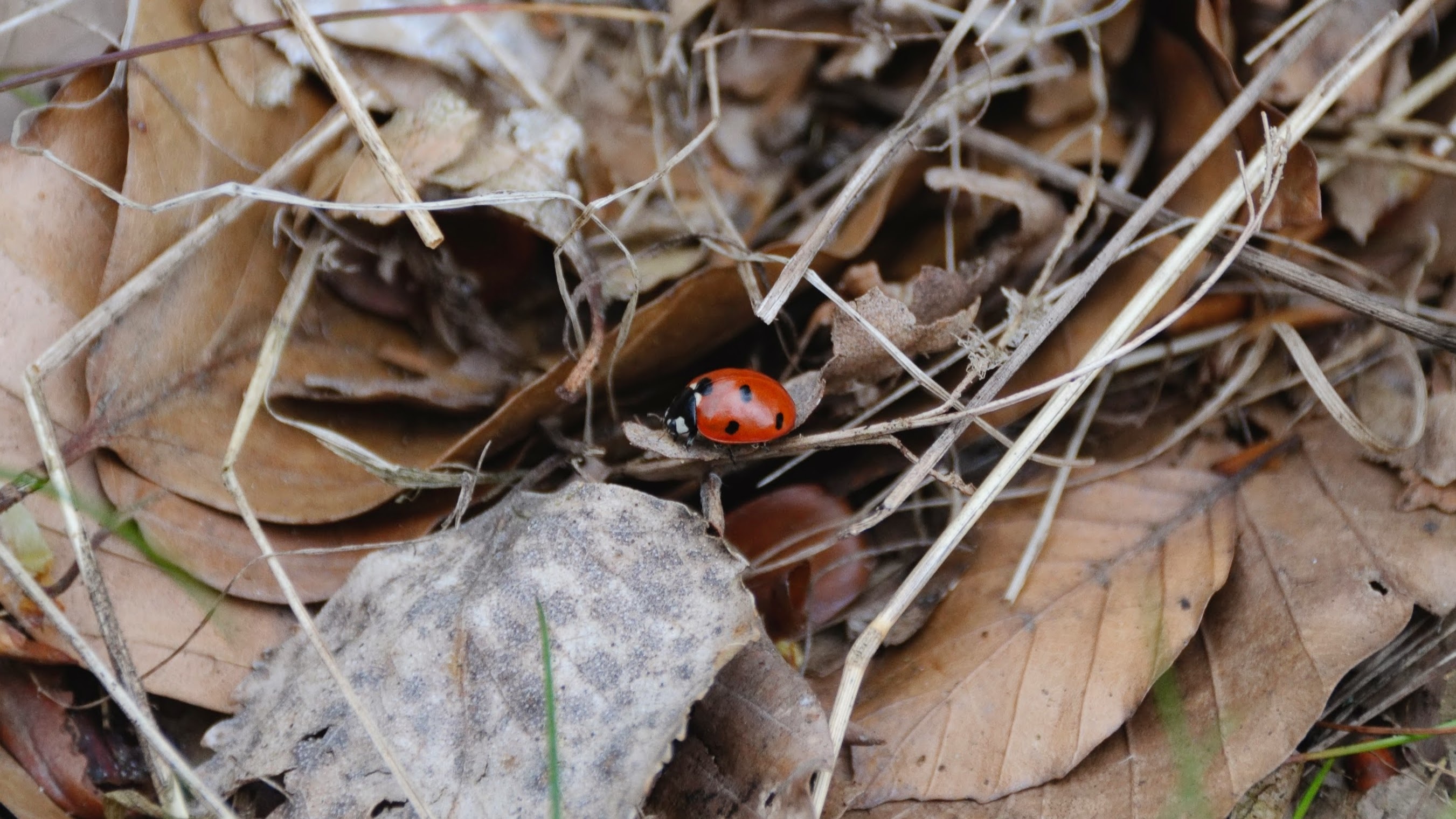 red lady bug on wittered leaves