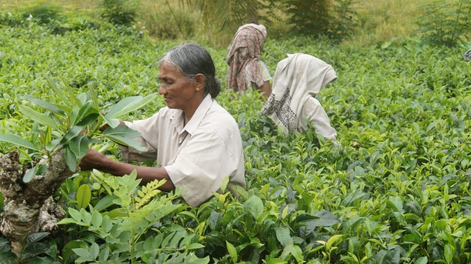 three woman harvesting in green leaf field preview