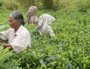 three woman harvesting in green leaf field thumbnail