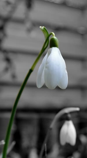 white snowdrop flower thumbnail