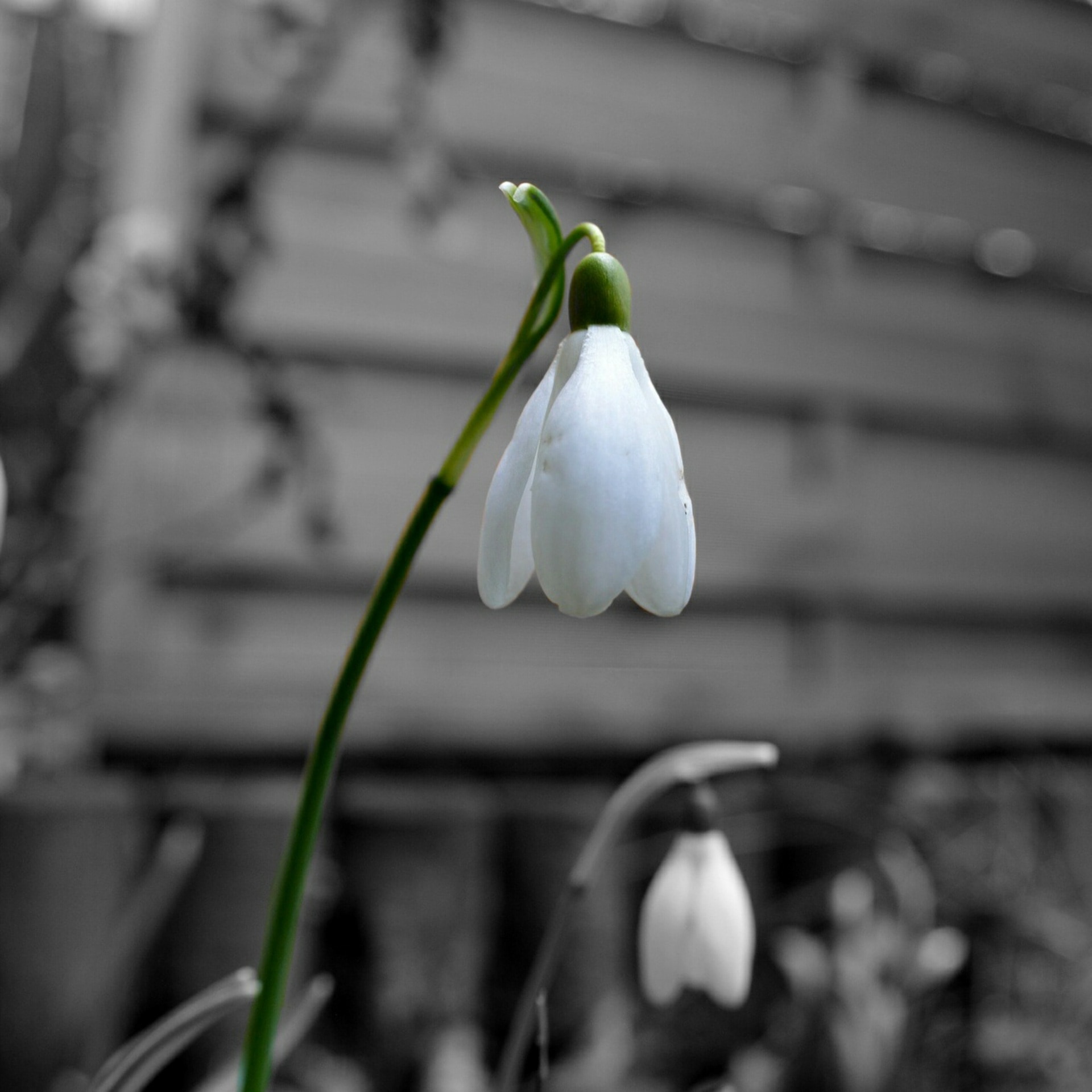 white snowdrop flower