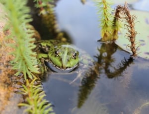 person showing frog in water thumbnail