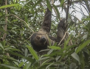 brown sloth thumbnail