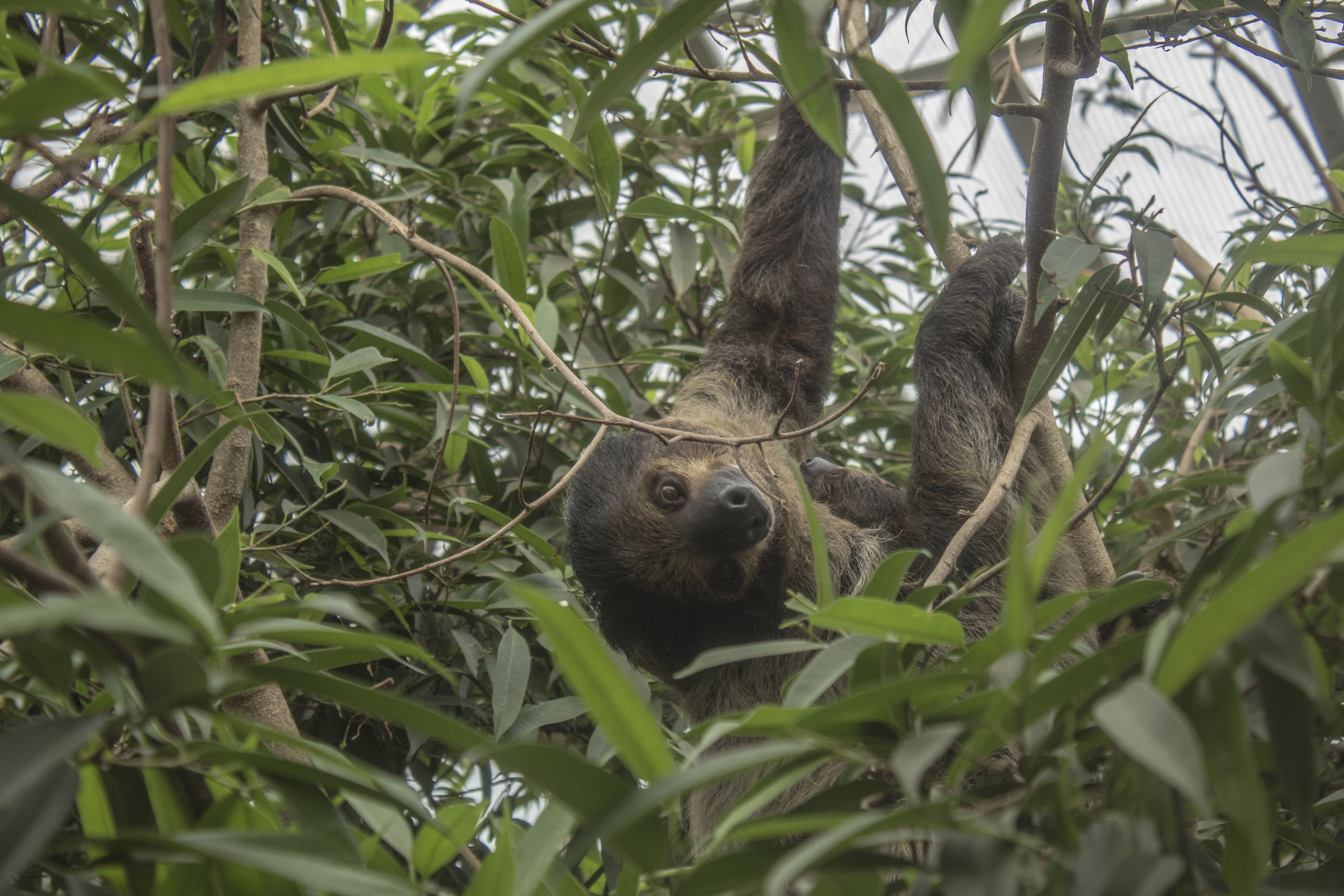 brown sloth