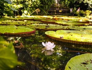 white water lily beside lotus pads thumbnail