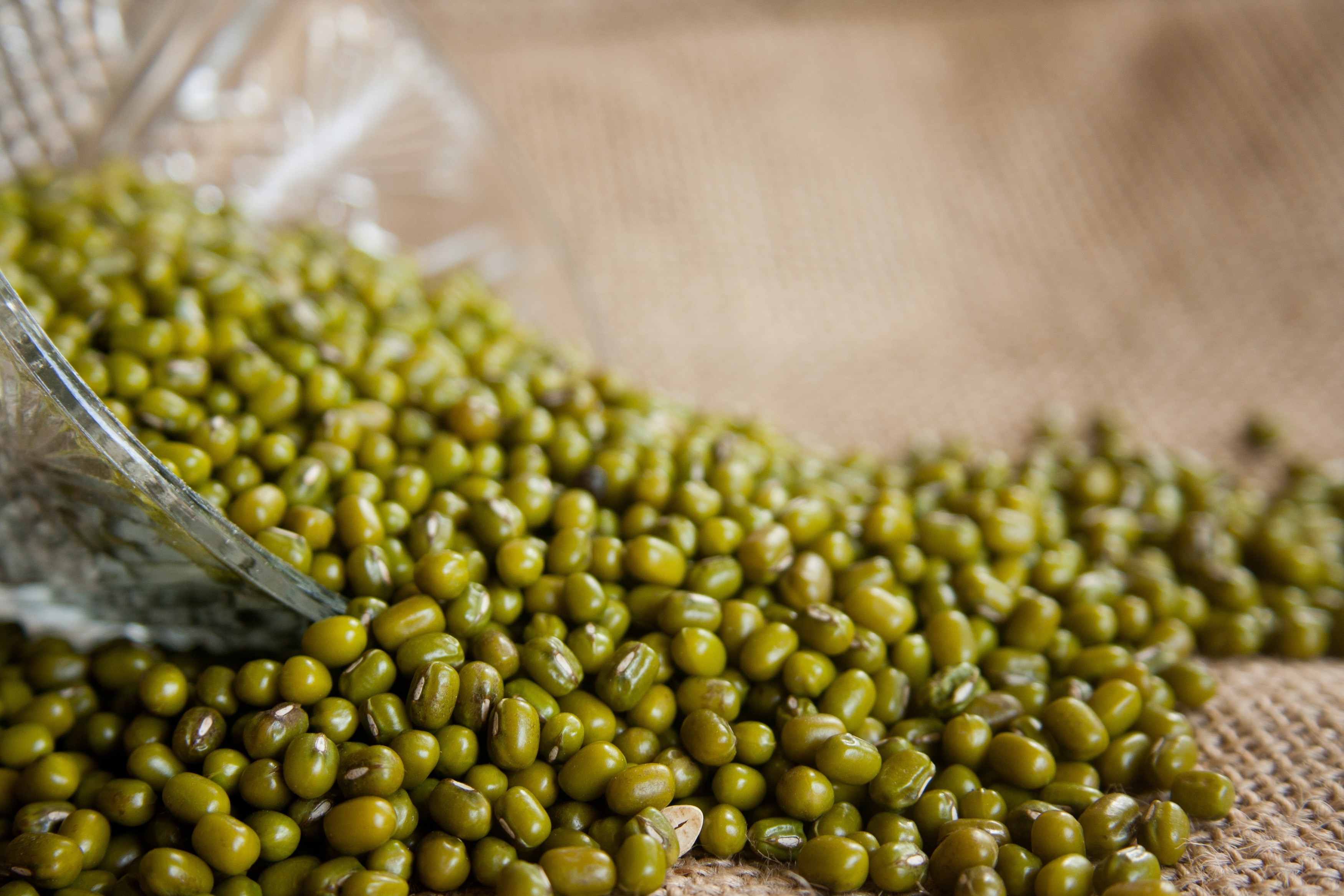 Moong Bean, Mung Beans, Vigna Radiata, food and drink, agriculture