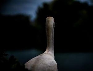 shallow focus photography of duck staring at green leaved trees thumbnail