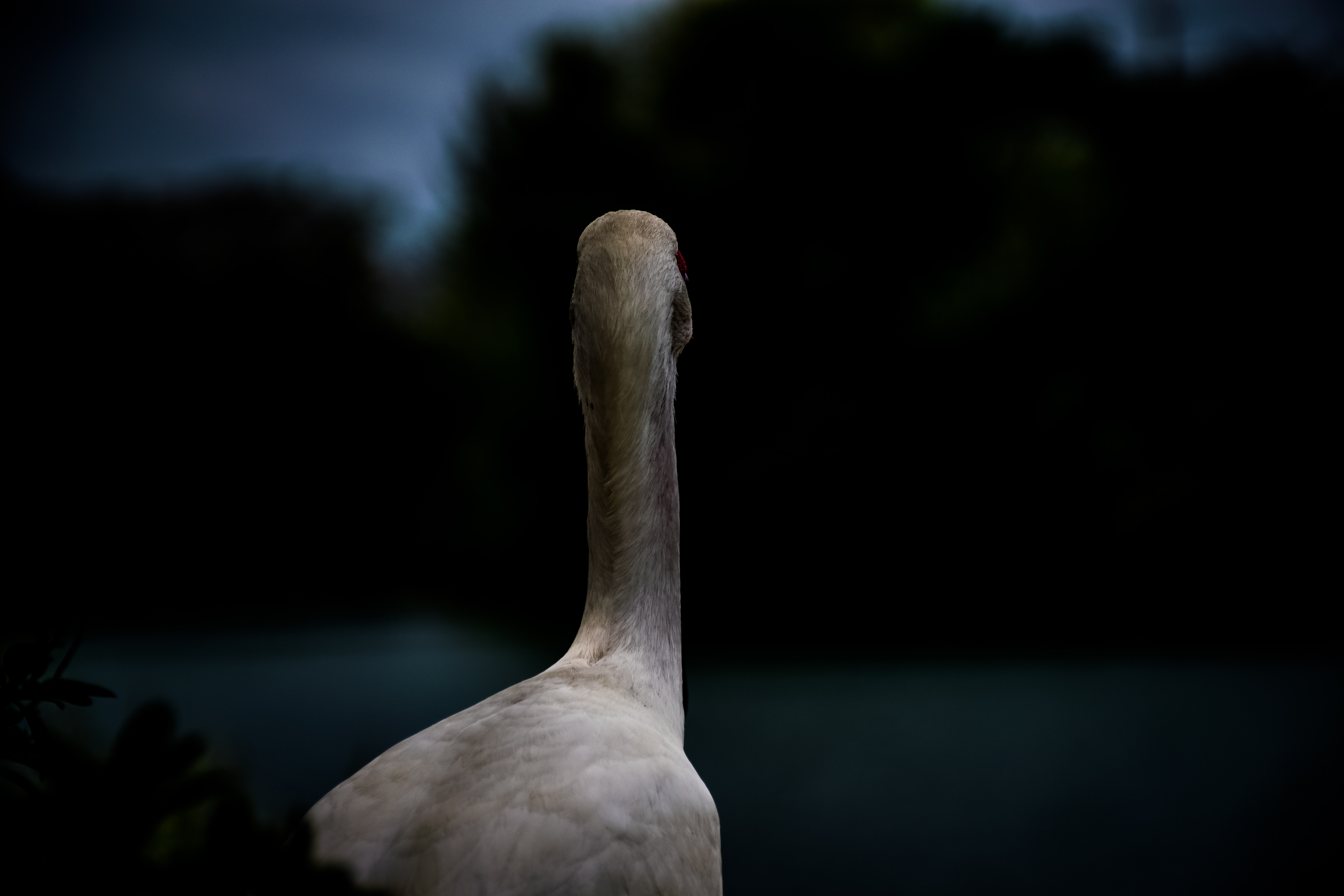 shallow focus photography of duck staring at green leaved trees