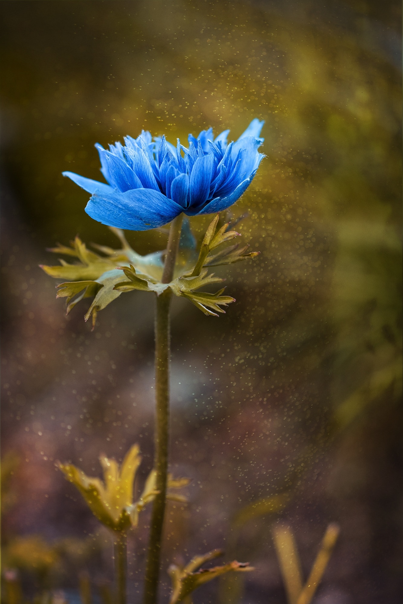 blue petaled flower