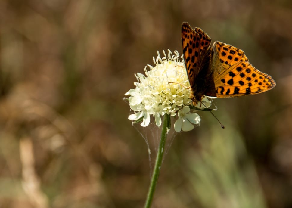 Butterfly, Animal, Insect, Nature, flower, nature preview