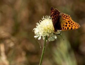 Butterfly, Animal, Insect, Nature, flower, nature thumbnail