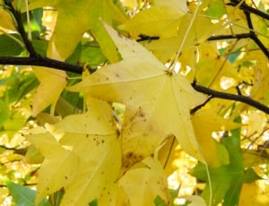 yellow tree leaf thumbnail