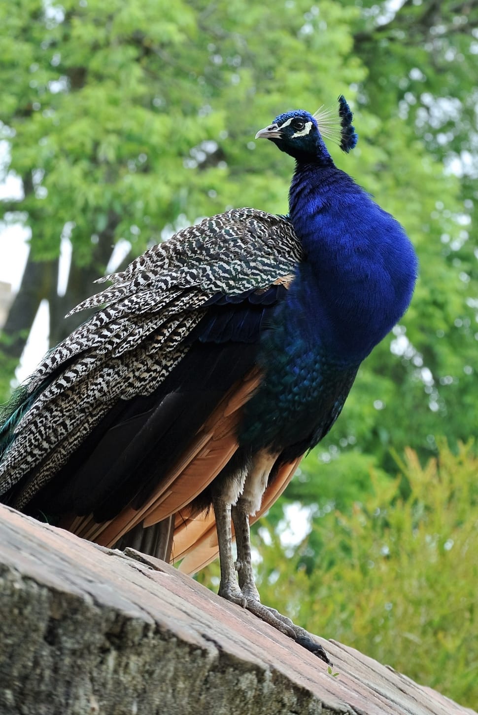 blue and grey peahen preview