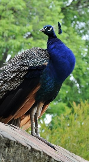 blue and grey peahen thumbnail