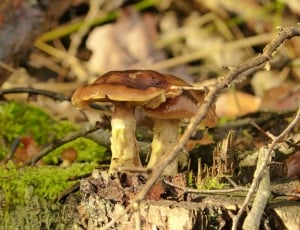 Forest, Mushrooms, Toxic, Mushroom, one animal, nature thumbnail