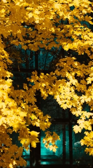 yellow red maple tree leaves free image | Peakpx