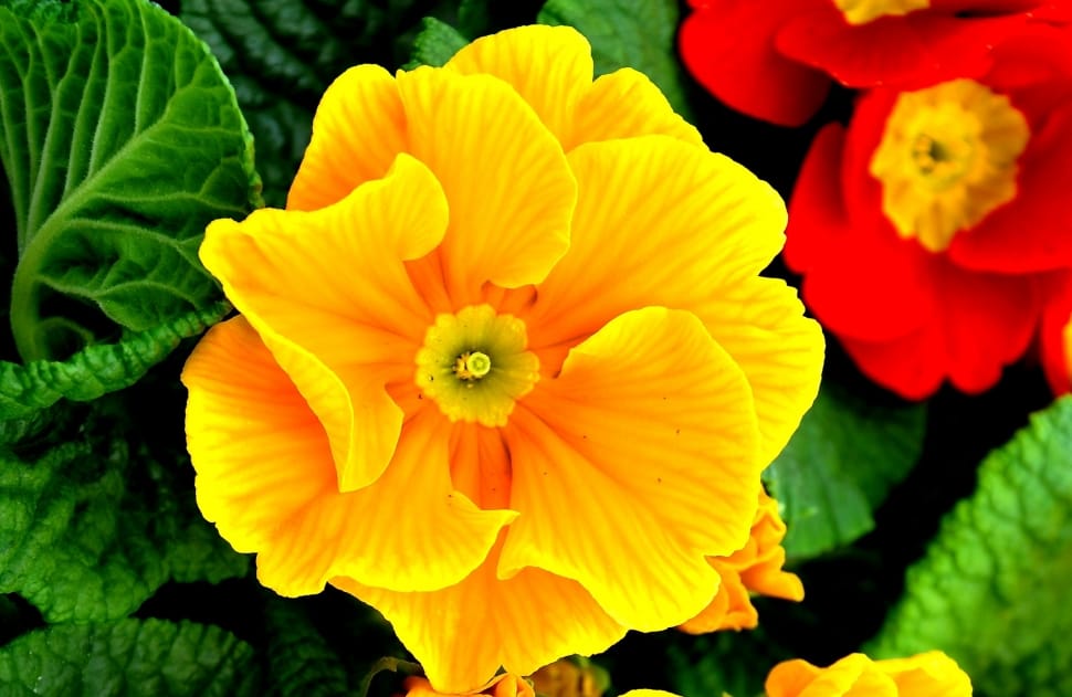 close-up photo of yellow petaled flower preview