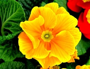 close-up photo of yellow petaled flower thumbnail