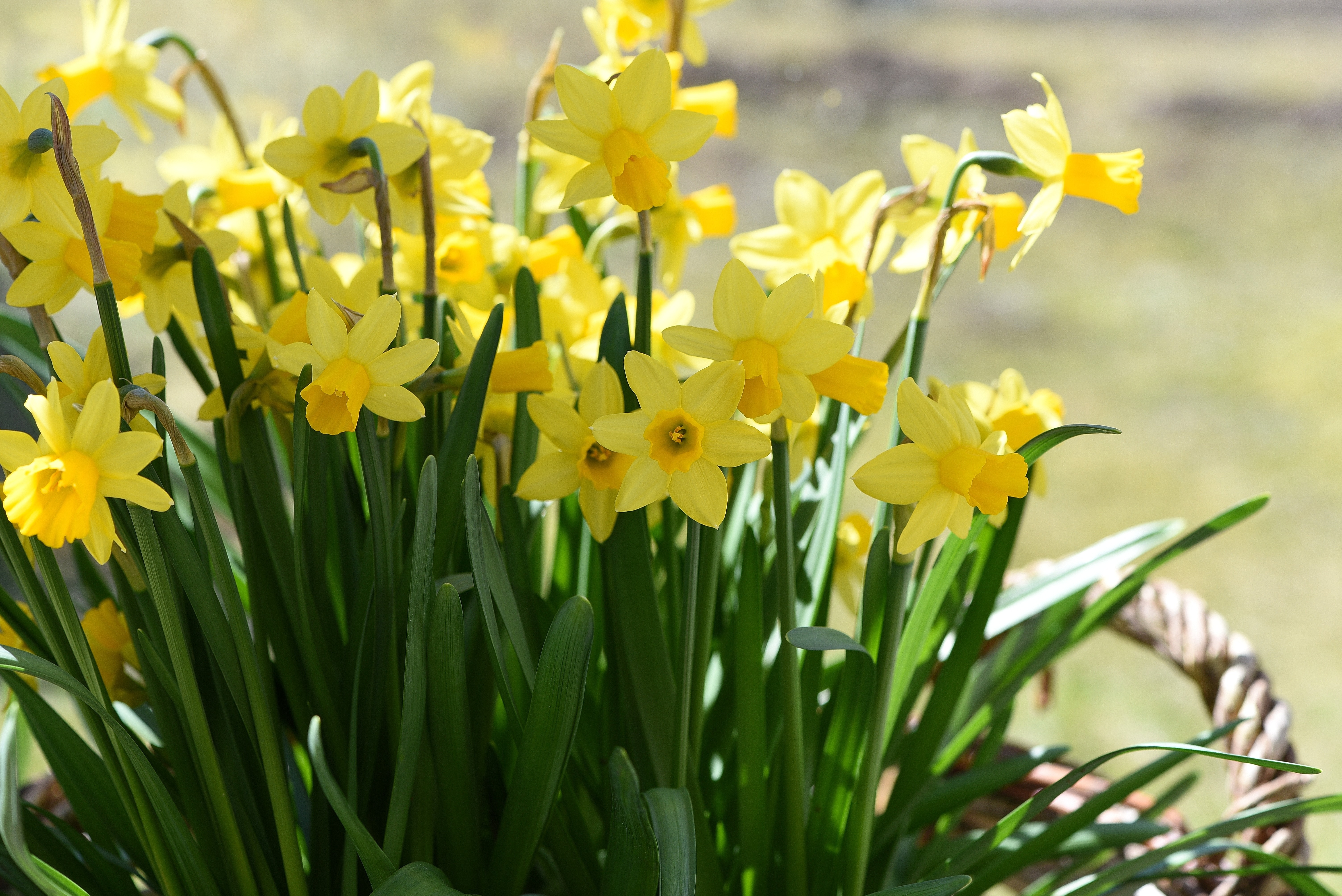 Первые нарциссы. Нарцисс спринг Сан. Нарцисс спринг Саншайн. Нарцисс (растение). Желтые нарциссы – Yellow Daffodils.