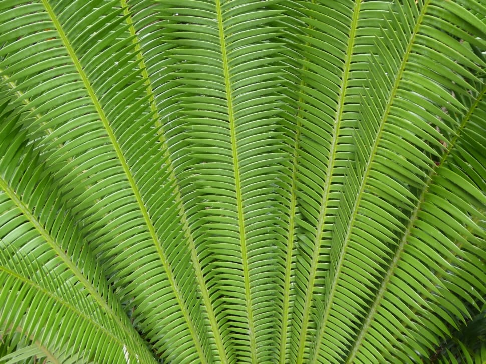 Fern, Leaves, Background, Green, Plant, leaf, green color preview