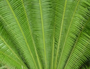 Fern, Leaves, Background, Green, Plant, leaf, green color thumbnail
