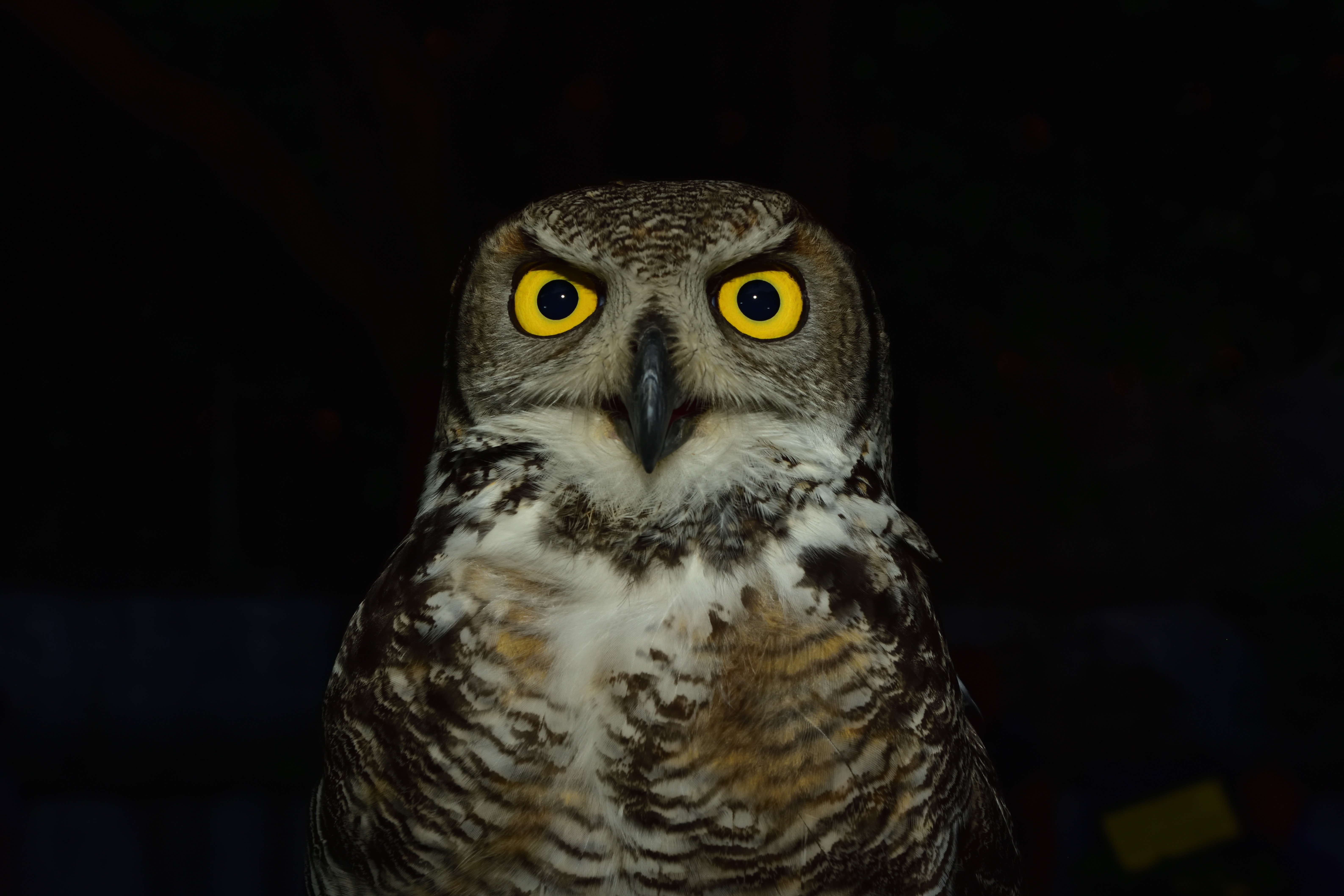 brown and white owl