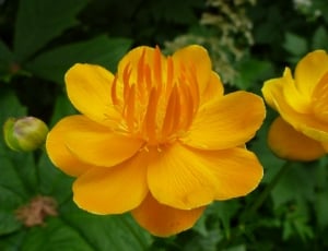 Bloom, Yellow, Flower, Blossom, Pond, flower, petal thumbnail
