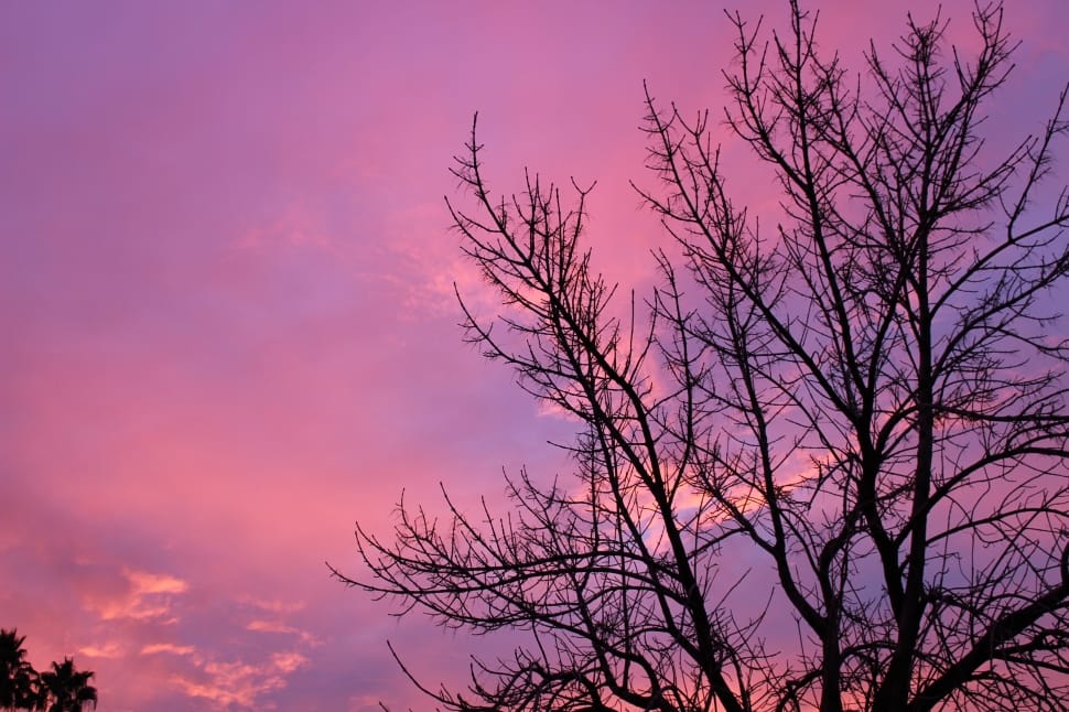 leafless tree behind indigo color sky preview