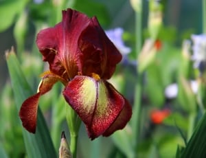 Burgundy Flowers, Nature, Iris, Garden, flower, freshness thumbnail