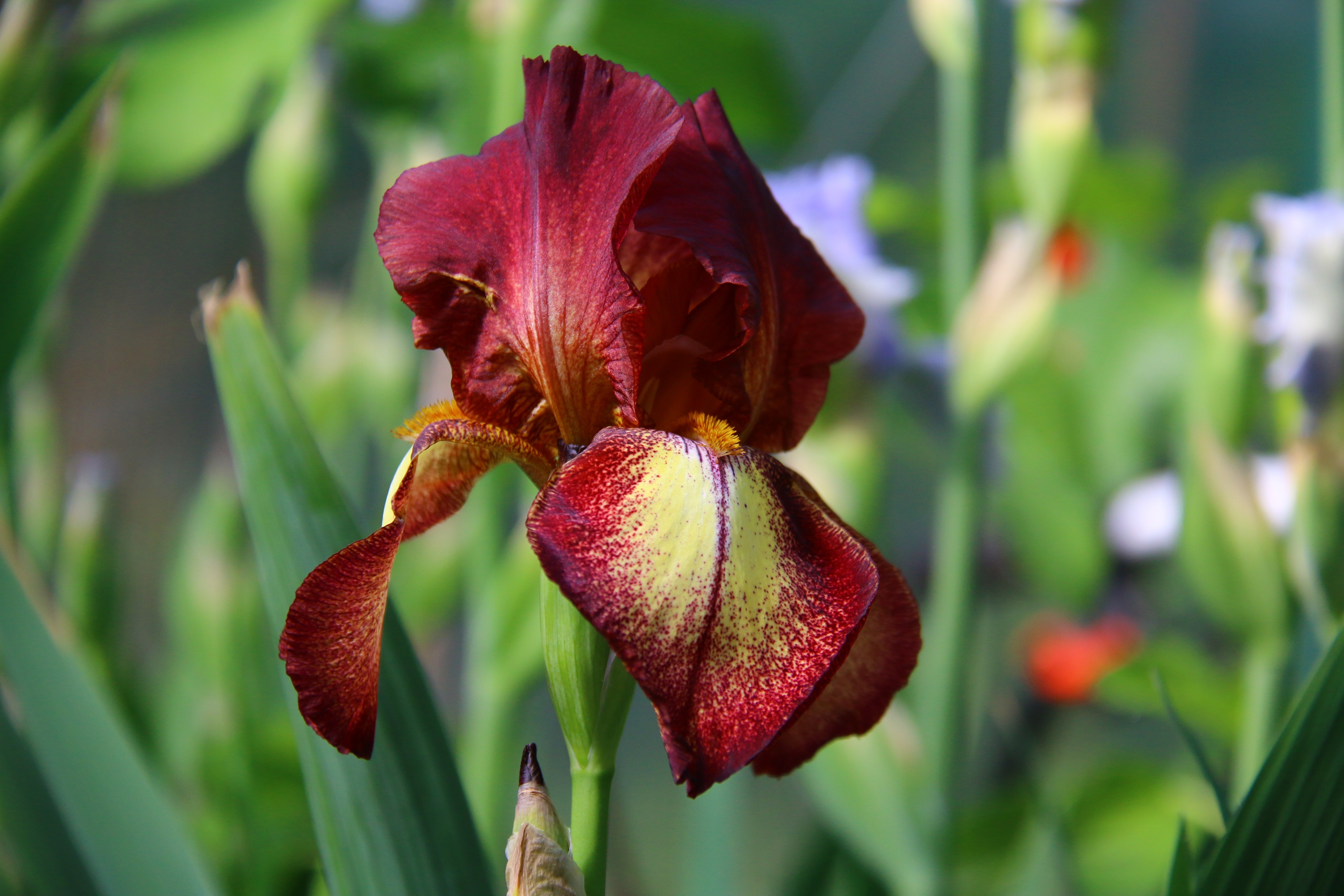 Burgundy Flowers, Nature, Iris, Garden, flower, freshness