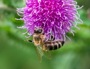 Bee, Thistle, Blossom, Bloom, purple, flower thumbnail