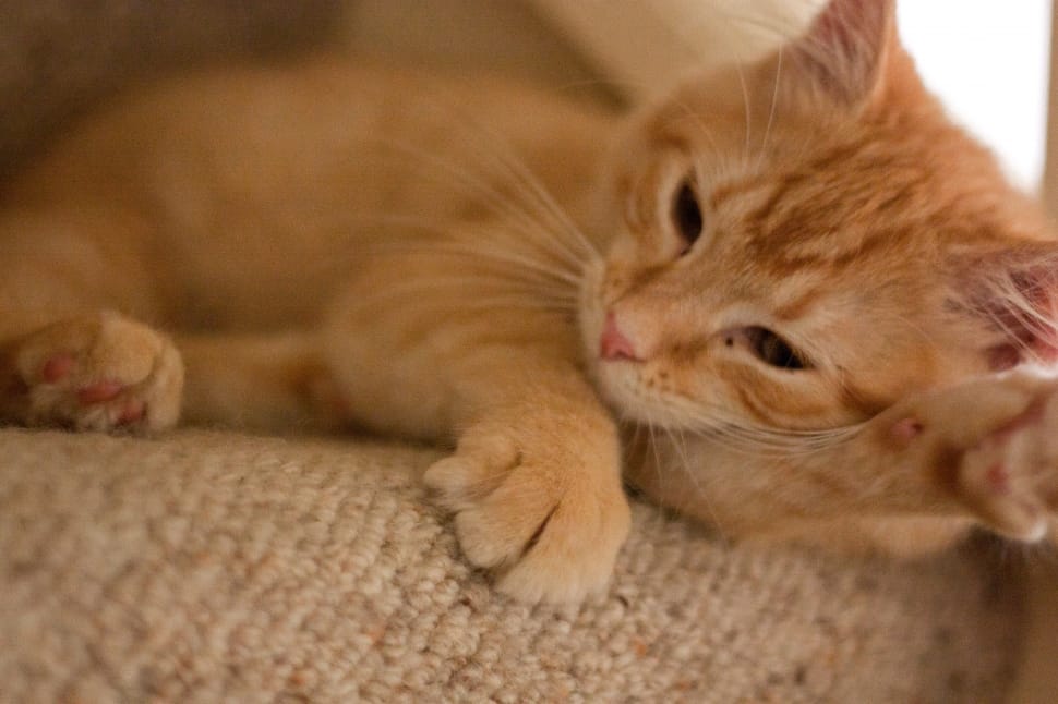 orange tabby kitten on brown textile preview